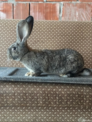 Vand Mascul tânăr urias german - imagine 3