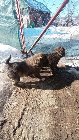 Pui bichon maltez metiș - imagine 3