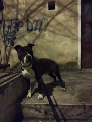 amstaff caut partenera  - imagine 2