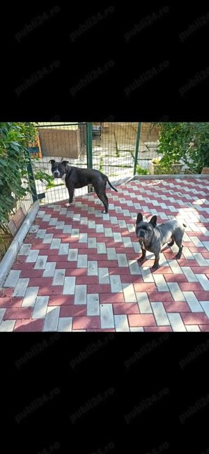 amstaff caut partenera  - imagine 3