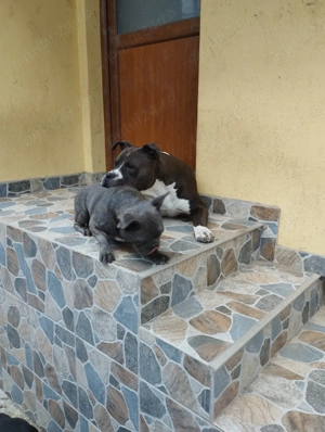 amstaff caut partenera  - imagine 4