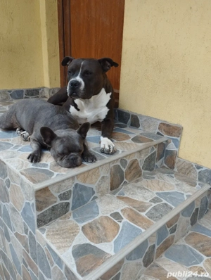 amstaff caut partenera  - imagine 5