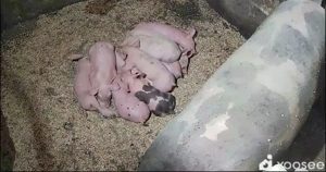 Scroafa cu purcei - imagine 4