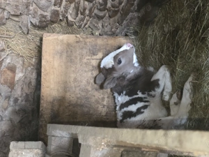 Vând juninca cu vițel de 7 zile - imagine 2