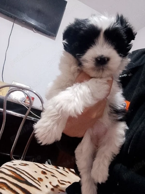 puiuț bishon - imagine 4