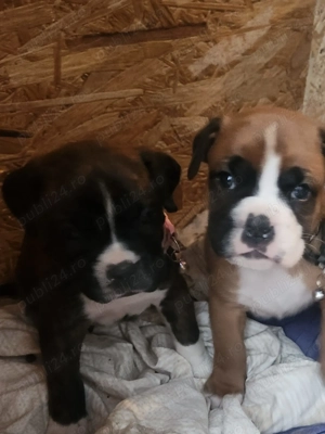 Vand pui boxer german - imagine 2