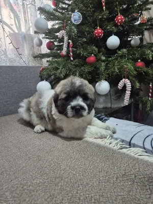 Pui Ciobănesc Romanesc Mioritic  - imagine 2