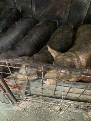 Scrofițe de prăsilă - imagine 3