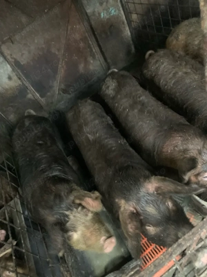 Scrofițe de prăsilă