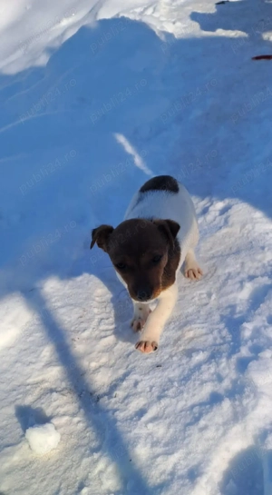 Catei  Jack  Russell Terieer Treiculori - imagine 4