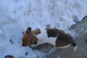 Catei  Jack  Russell Terieer Treiculori - imagine 2