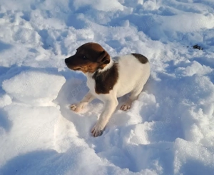 Catei  Jack  Russell Terieer Treiculori - imagine 3