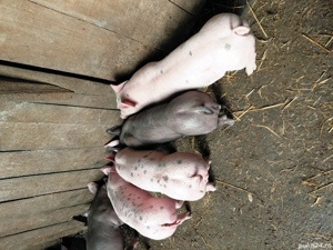 Vand       purcei    .