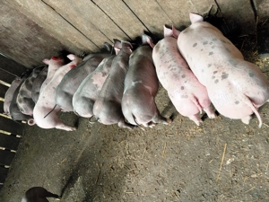 Vand      purcei     . - imagine 3