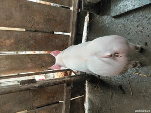 Vand      purcei     . - imagine 4