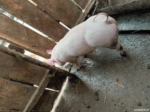 Vand       purcei    . - imagine 5