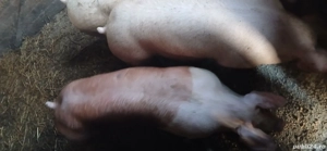 vând porci 100.  110  kg 