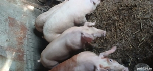 vând porci 100.  110  kg  - imagine 2