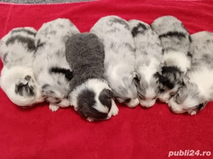 pui border collie cu pedigree 