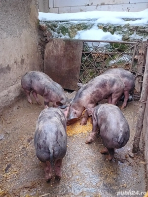 Purcei rasa de carne