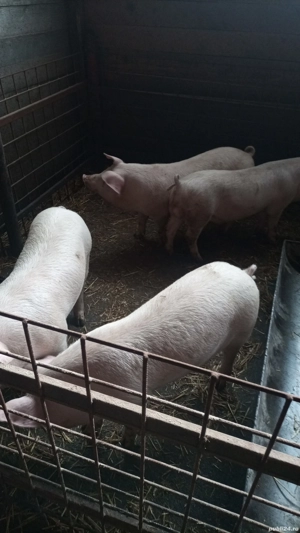 Purcei de vanzare - imagine 3