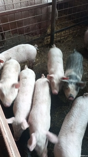 Purcei de vanzare - imagine 2