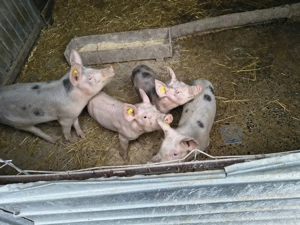 Purcei de vanzare  - imagine 4