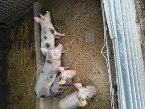 Purcei de vanzare  - imagine 2