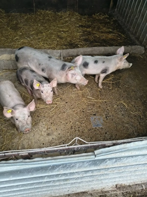 Purcei de vanzare  - imagine 2