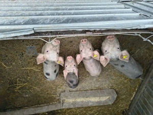 Purcei de vanzare  - imagine 5