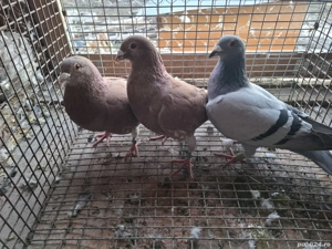 Vand porumbei voiajori  - imagine 5