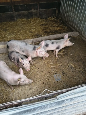 Purcei de vanzare  - imagine 3