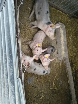 Purcei de vanzare  - imagine 4