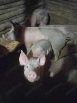 purcei de vânzare  - imagine 2