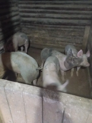 purcei de vânzare  - imagine 4