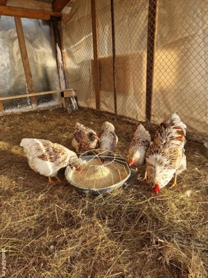 Ouă  incubat gaini wiandotte.  - imagine 2