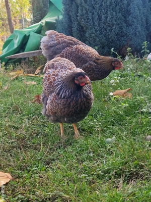 Ouă  incubat gaini wiandotte.  - imagine 5