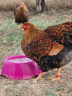 Ouă  incubat gaini wiandotte.  - imagine 3