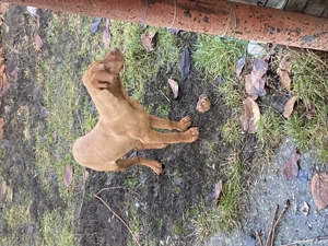 Vijla maghiara. Disponibil 1 baiat si o fata - imagine 4