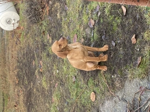 Vijla maghiara. Disponibil 1 baiat si o fata - imagine 3