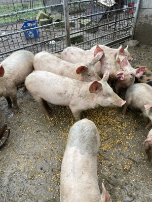 purcei de vanzare  - imagine 5