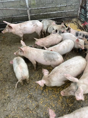 purcei de vanzare  - imagine 2