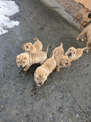 disponibili - imagine 4