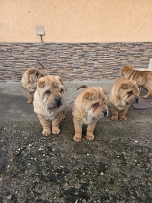 disponibili - imagine 3