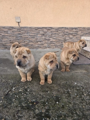 disponibili - imagine 2