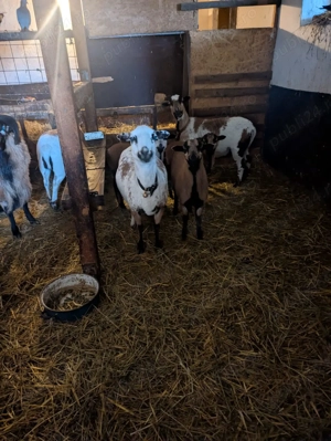 Vand oi de Camerun - miei si tineret