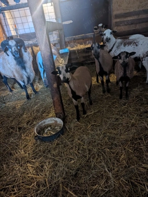 Vand oi de Camerun - miei si tineret - imagine 3