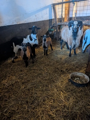 Vand oi de Camerun - miei si tineret - imagine 2