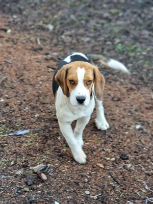 Vand Catel Beagle mascul 5 luni 