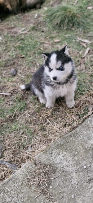 Donez Husky siberian 2 luni - imagine 3